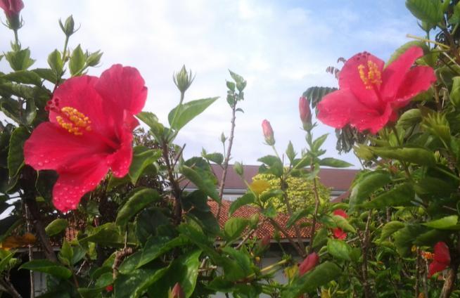 4 D. Tinjauan Pustaka 1. Uraian tanaman kembang sepatu (Hibiscus rosa-sinensis L.) a. Klasifikasi tanaman kembang sepatu Gambar 1.