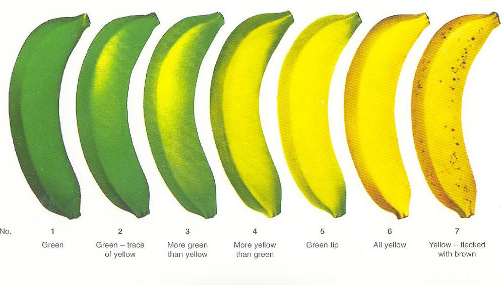 kuning dari cavendish. Derajat kekuningan kulit buah tersebut dinilai dengan angka antara 1 sampai 8 (Gambar 1).