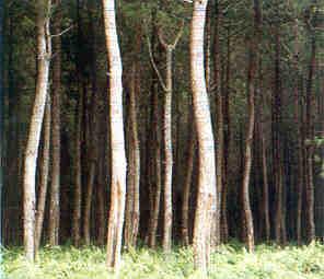 Pinus (Pinus
