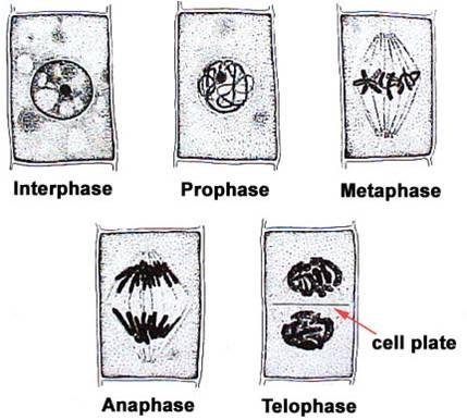 kelima telofase, nucleolus serta membrane nuklues mulai terbentuk kembali, sedangkan kromatin pada tahap telofase tidak menggulung.
