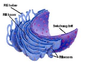 Gambar 5. Struktur dan fungsi retikulum endoplasma 7 Mitokondria Organel sel yang berbentuk kapsul dengan saluran lekuk pendek di bagian dalamnya.