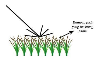 hamburan balik terhadap pertumbuhan tanaman padi yang disulam oleh petani dijelaskan pada Gambar 15 (b). Nilai hamburan balik HH dan HV tidak mengalami peningkatan yang signifikan pada umur 18 0 HST.