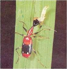 Kumbang stacfilinea (Paederus fuscipes) Predator ini mempunyai ukuran 7 mm dengan ciri-ciri sayapnya hanya separuh tubuh, ujung abdomen berwarna biru, tubuh bergaris-garis dan alat mulutnya bertipe