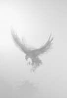 Terkadang aku berfikir untuk bisa menjadi burung elang yang gagah yang mampu terbang tinggi dan membuat gentar setiap mata memandang.