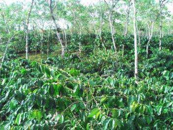 Struktur kebun kopi Kerapatan tanaman