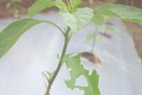 Thrips Hama yang menyerang pada fase generatif adalah ulat daun (Spodoptera sp.