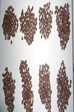 Pengujian mutu fisik benih dilakukan dengan uji berat 1000 butir benih Hasil pengujian mutu fisik benih dengan metode berat 1000 butir benih dapat dilihat pada