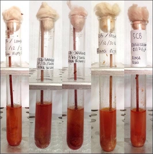 pembiakan mikroba dari ayam bakar yang dilakukan dengan cara diswab seluruh permukaan ayam dapat dilihat pada Tabel 2. Gambar 2. Hasil pembiakan pada media Selenite Cystine Broth Tabel 2.