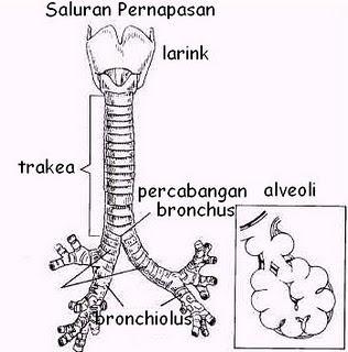 31 3. Batang Tenggorokan (Trakea) Gambar 2.2 Batang tenggorokan (Trakea) pada sistem pernapsan manusia. 42 Batang tenggorokan terletak di daerah leher, di depan kerongkongan.