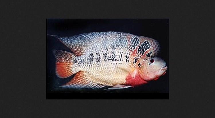 Untuk mengetahui jenis ikan ini, kamu bisa melihat warna matanya yang merah atau kuning, siripnya kaku dan lebar, jenongnya waterhead, dan tidak memiliki marking di kepalanya.
