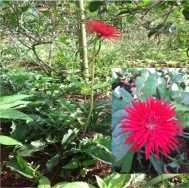 8 II. TINJAUAN PUSTAKA 2.1 Morfologi dan Taksonomi Tanaman Gerbera Gerbera merupakan tanaman bunga hias yang berupa herba. Masyarakat Indonesia menyebut gerbera sebagai Gebras atau Hebras.