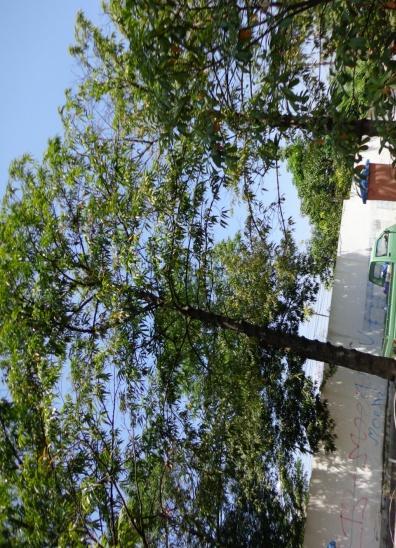 Penanaman pohon di Hutan Wisata Tinjomoyo dilakukan dengan jarak berdekatan, sementara penanaman pohon di Taman Menteri Supeno mempertimbangkan jarak tanam standar yaitu 5 m x 5 m.