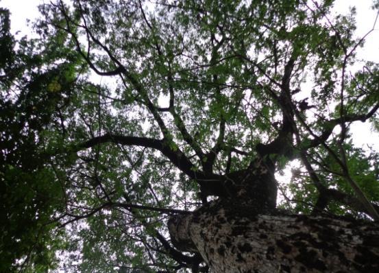 Jenis pohon yang diperoleh antara lain: angsana (Pterocarpus indicus), beringin (Ficus benjamina), flamboyan (Delonix regia), ketapang (Terminalia catappa), mahoni daun kecil (Swietenia mahagoni),