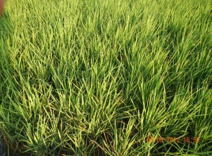 10 dan Indramayu (Iman et al. 2012). Informasi lapangan yang diperoleh berupa fase tumbuh tanaman padi dalam satu siklus musim tanam yang diambil pada beberapa titik waktu.