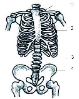 b. 2 dan 1 d. 3 dan 2 10. Perhatikan gambar rangka badan dibawah ini! Bagian yang merupakan tulang rusuk adalah a. 1 c. 3 b. 2 d. 4 11.