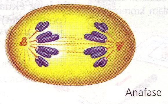 ANAFASE 1. kromosom ditarik oleh benang mikrotubul kinetokor ke arah dua kutub berlawanan 2.