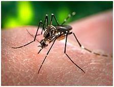 aegypti juga merupakan pembawa virus demam kuning (yellow fever) dan chikungunya. Penyebaran jenis ini sangat luas, meliputi hampir semua daerah tropis di seluruh dunia.