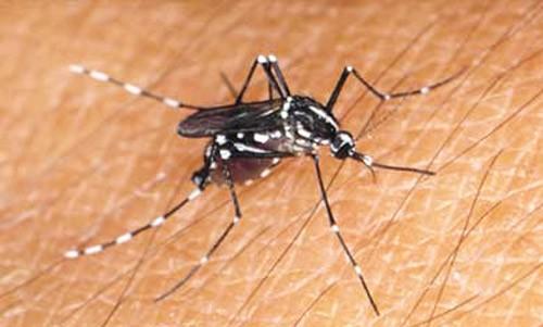 Anopheles (nyamuk malaria) merupakan salah satu genus nyamuk. Terdapat 400 spesies nyamuk Anopheles, namun hanya 30-40 menyebarkan malaria (contoh, merupakan "vektor") secara alami.
