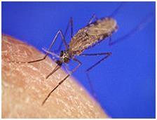 dengan Aedes aegypti, yaitu bercak-bercak putih di badan. Bila dilihat dengan kaca pembesar tampak di median punggungnya ada garis putih.