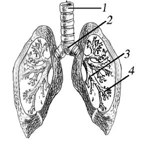U JI KOMPETENSI I. Silanglah (x) huruf a, b, c, atau d di depan jawaban yang tepat! 1. Pembakaran zat makanan untuk menghasilkan energi terjadi di. a. paru-paru b. hati c. darah d. sel-sel tubuh 2.
