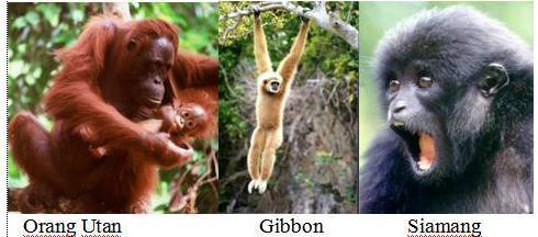 Dengan pengecualian dari manusia yang menghuni setiap benua, umumnya primata hidup di daerah tropis ataupun subtropis Amerika, Afrika dan Asia.