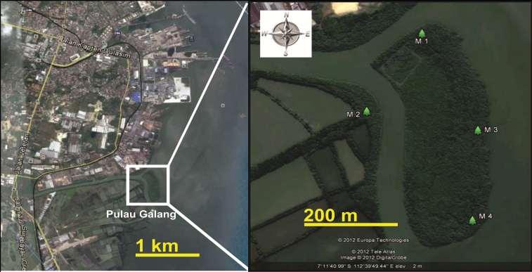 Metodologi Waktu dan Tempat Penelitian 18 Maret 2013 Muara sungai kali lamong-pulau galang, Gresik Lab. Ekologi Biologi ITS Keterangan: M.1 (07 0 11 33.30 S 112 0 39 52.