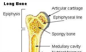 Struktur tulang Epifise :