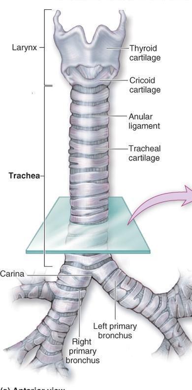 Trachea Merupakan pipa udara dengan p:10-12 cm, dan d: 2,5 cm.