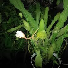 Wijaya Kesuma Bahasa Latin : Epiphyllum anguliger Famili : Cactaceae Jambu biji