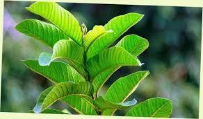 androgynus Famili : Euphorbiaceae Seluruh gambar diunduh dari Google image 9.