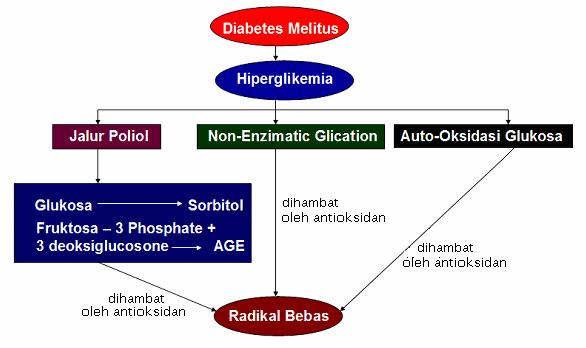 4 Gambar 1.1 Skema hubungan antara DM, radikal bebas, dan antioksidan Hipotesis 1. Ekstrak etanol daun salam dapat menurunkan kadar glukosa darah 2.