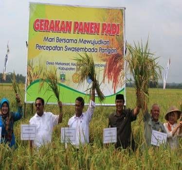 Panen Raya di Indramayu dengan Presiden RI Joko Widodo Dalam rangka mendukung program swasembada pangan di Provinsi Jawa Barat, telah dilaksanakan Panen Raya tanggal 18