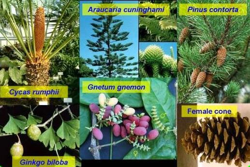 dikelompokkan menjadi tumbuhan berbiji terbuka (Gymnospermae) dan tumbuhan berbiji tertutup (Angiospermae).