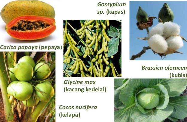 d. Kelompok Monera dan Protista Gambar 2.7 Contoh tumbuhan biji tertutup Sumber: slideshare.
