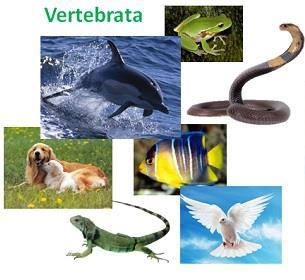 Gambar 2.2 Contoh-contoh hewan vertebrata Sumber: ilmupengetahuanumum.