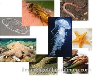 Hewan tersebut adalah hewan berpori (Porifera), hewan berongga (Coelenterata), cacing pipih (Platyheminthes), cacing giling (Nemathelminthes), cacing berbuku-buku (Annelida), hewan lunak