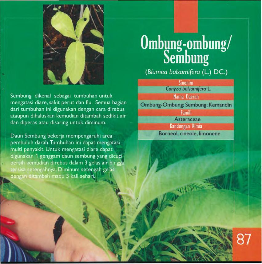 Ombung-Ombung;