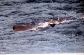 38 7. Physeter macrocephalus A B Gambar 22. A. Physeter macrocephalus (Sperm Whale) yang ditemukan dalam penelitian (doc. Fajar) B.