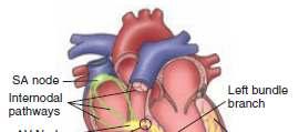Latar Belakang Jantung adalah organ tubuh manusia yang memiliki fungsi