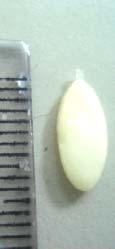 Buah-buahan Tropika IPB. Biji melon muda harus berpenampilan baik dan utuh. A B Gambar 1.