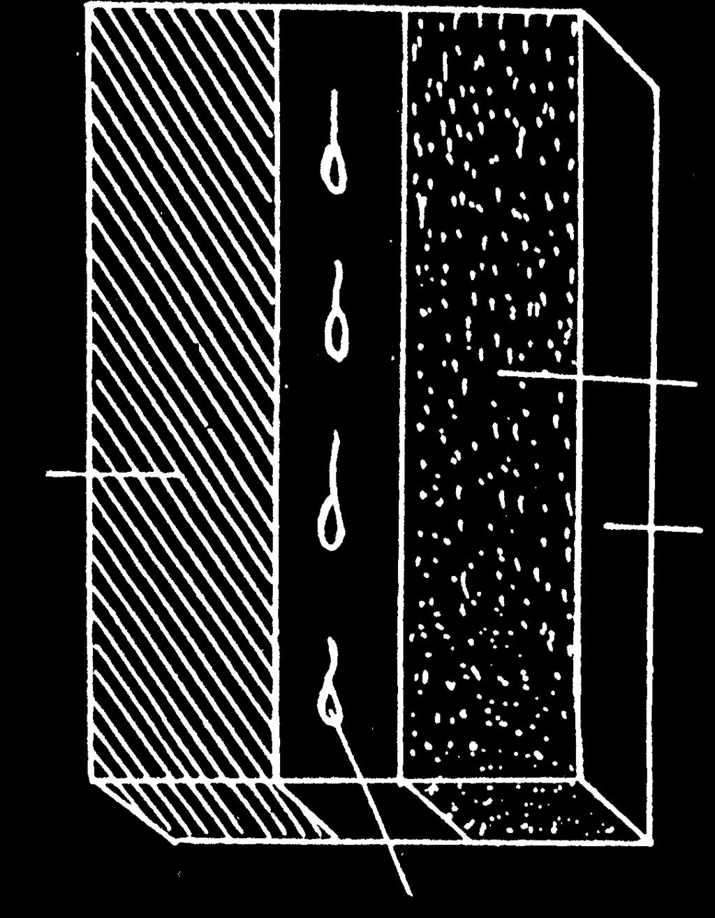3 Percobaan hidrotropisme Mekanisme terjadinya fototropisme disebabkan oleh kecepatan pemanjangan sel yang berbeda dari sisi yang berlawanan.