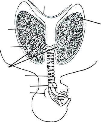 7. Urutan yang benar tentang jalannya udara pernapasan dari luar ke dalam tubuh adalah... a. rongga hidung trakea laring alveolus bronkus b. rongga hidung trakea laring bronkus alveolus c.