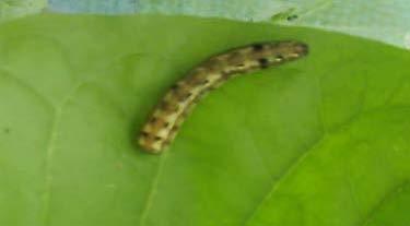 Ulat yang baru menetas berwarna hijau muda, bagian sisi coklat tua atau hitam kecoklat-coklatan dan hidup berkelompok.