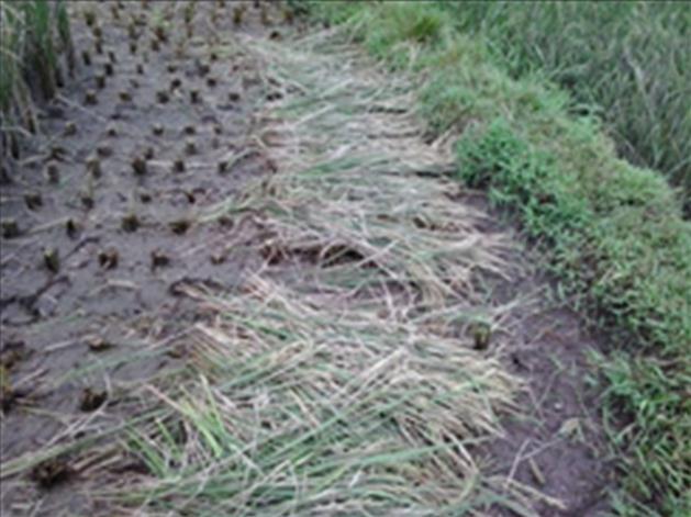cm) membuat pengoperasian paddy mower sulit dilakukan terutama pada saat memotong barisan dengan jarak tanam 20 cm.