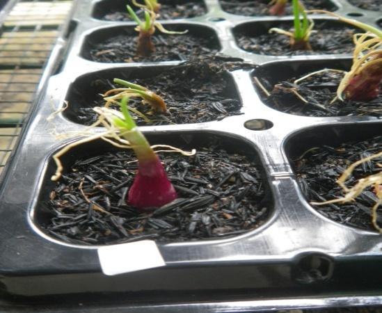 planlet tumbuh sehingga menyebabkan umbi membusuk dan mati. Gambar 15. Kondisi umbi lapis mikro bawang merah sebelum diaklimatisasi (kiri) dan setelah ditanam di media saat aklimatisasi (kanan).