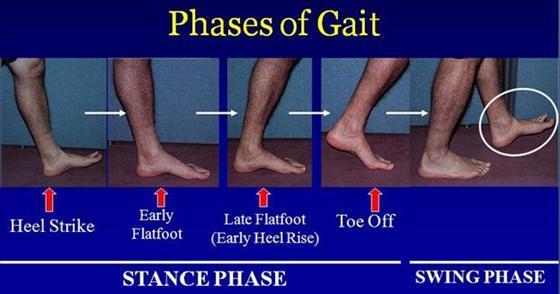 24 2.3.8 Gaya berjalan Gaya berjalan yang normal terdiri dari empat fase, yaitu heel strike phase, loading/stance phase, toe off phase dan swing phase.