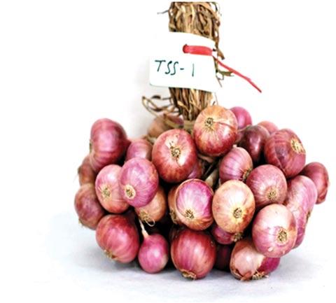 Suplemen Agrotek Benih TSS Mampu Gandakan Produksi Bawang Merah Penggunaan benih TSS berhasil melipatgandakan hasil panen bawang merah. Sementara kebutuhan benih hemat hingga separuhnya.