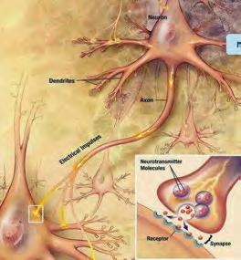 . sinapsis dengan cara perpindahan zat kimia, untuk kemudian dilanjutkan pada sel syaraf berikutnya dengan cara rambatan potensial kerja. Gambar 4.