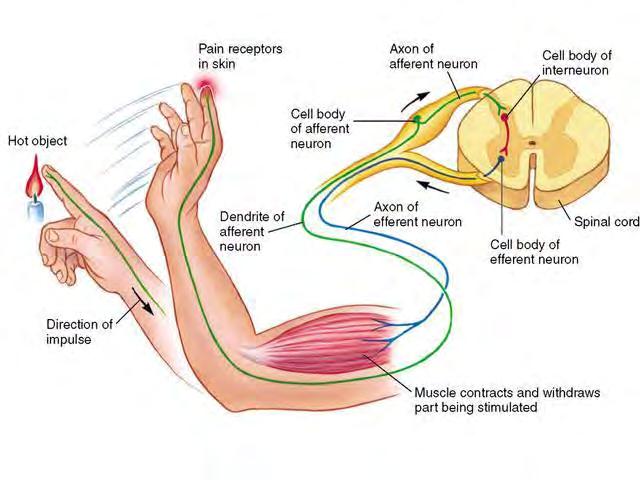 cahaya. Disebut reflex sumsum tulang belakang apabila syaraf penghubungnya terletak di dalam sumsum tulang belakang, misalnya reflex pada lutut. Gambar 7. Mekanisme Gerak Reflek g).