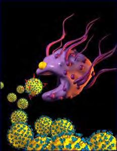 untuk memulai proses pertahanan tertentu. Sel-sel ini sangat penting untuk respon inflamasi, dan dapat didorong untuk mengejar target tunggal, seperti sel-sel tumor. Gambar 9.